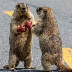 Fighting Rats