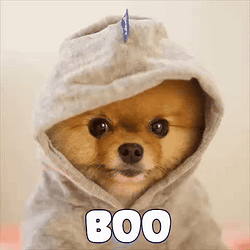 BOO / SOL