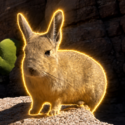 Viscacha