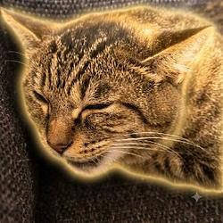歌う猫 / BNB