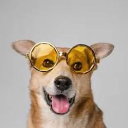 FUNDOG / SOL