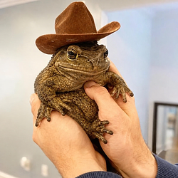 PTOAD / SOL
