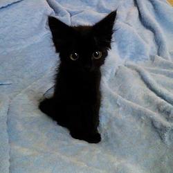 TINYCAT