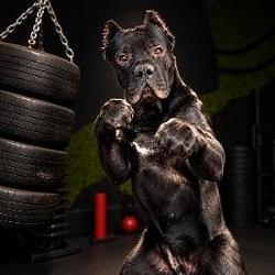 CANE