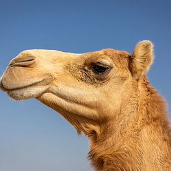 CAMEL