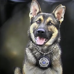 K9BART