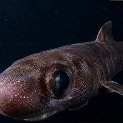 Etmopterus