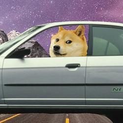 PITSTOPDOG
