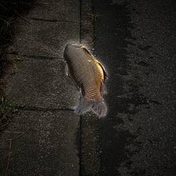 Carp