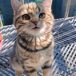 CAT / SOL