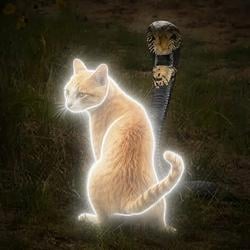 cat / SOL