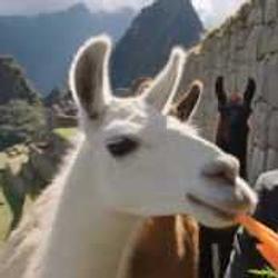 Bitllama