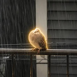 Pigeon / SOL