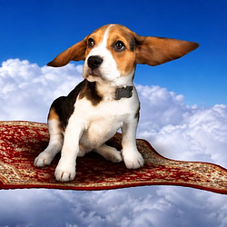 Beagle