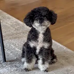 𝕏DOG