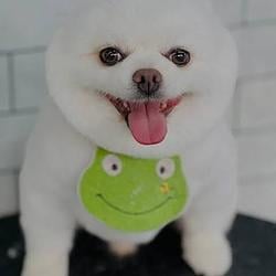 DOGWIF