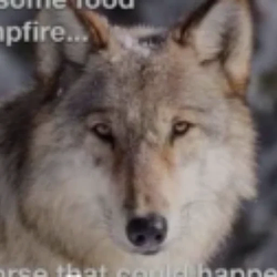 WOLFDOG