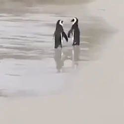 PENGUINS