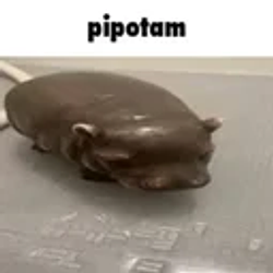 pipotam