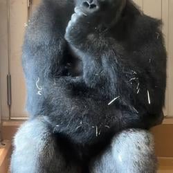 Shabani / SOL