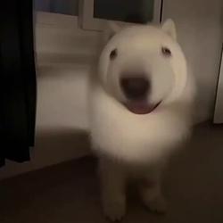 POPDOG