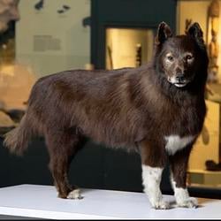 BALTO