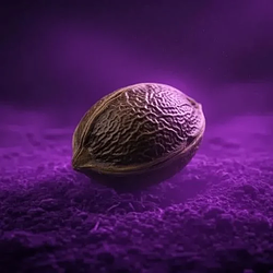 SEED