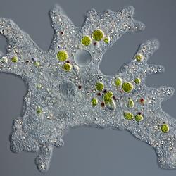 AMOEBA