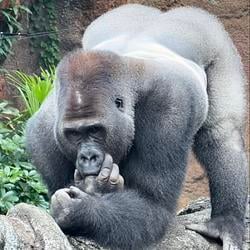 APE