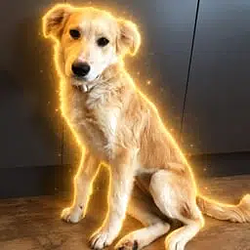 BOGDAN