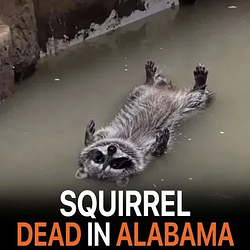 squirrel