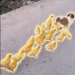 Shepherd