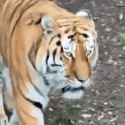 spared