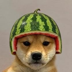 dogwfmelon