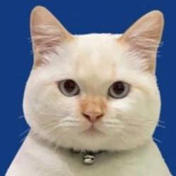 BCAT