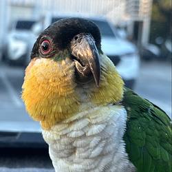 bird