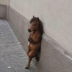 Chillhorse / SOL
