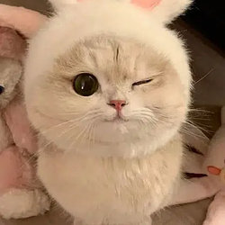 WINK
