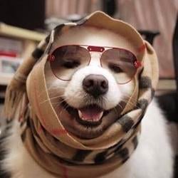 swagdog