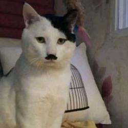 KITLER