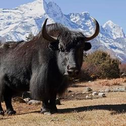 YAK / SOL