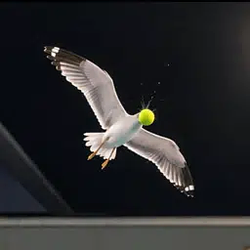 seagull