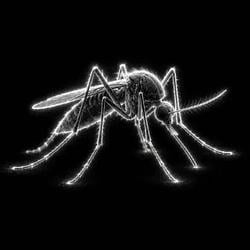 Mosquitoe