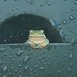 Frogcese