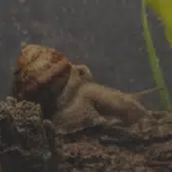 GARY