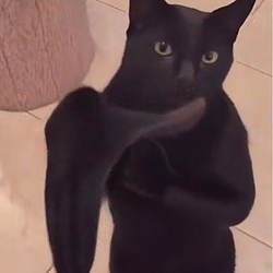 BCAT