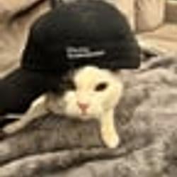 E/CAT