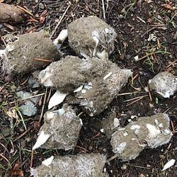 WOLFSHIT / SOL