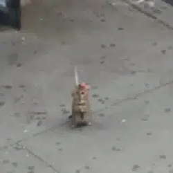 CATANACAT