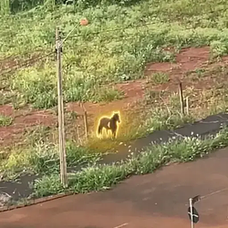 HORSE / SOL